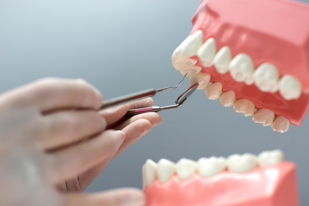 nurse practicing layout jaw with teeth