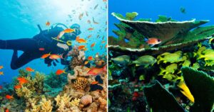 10 dos recifes de corais mais inacreditáveis ​​e surpreendentes