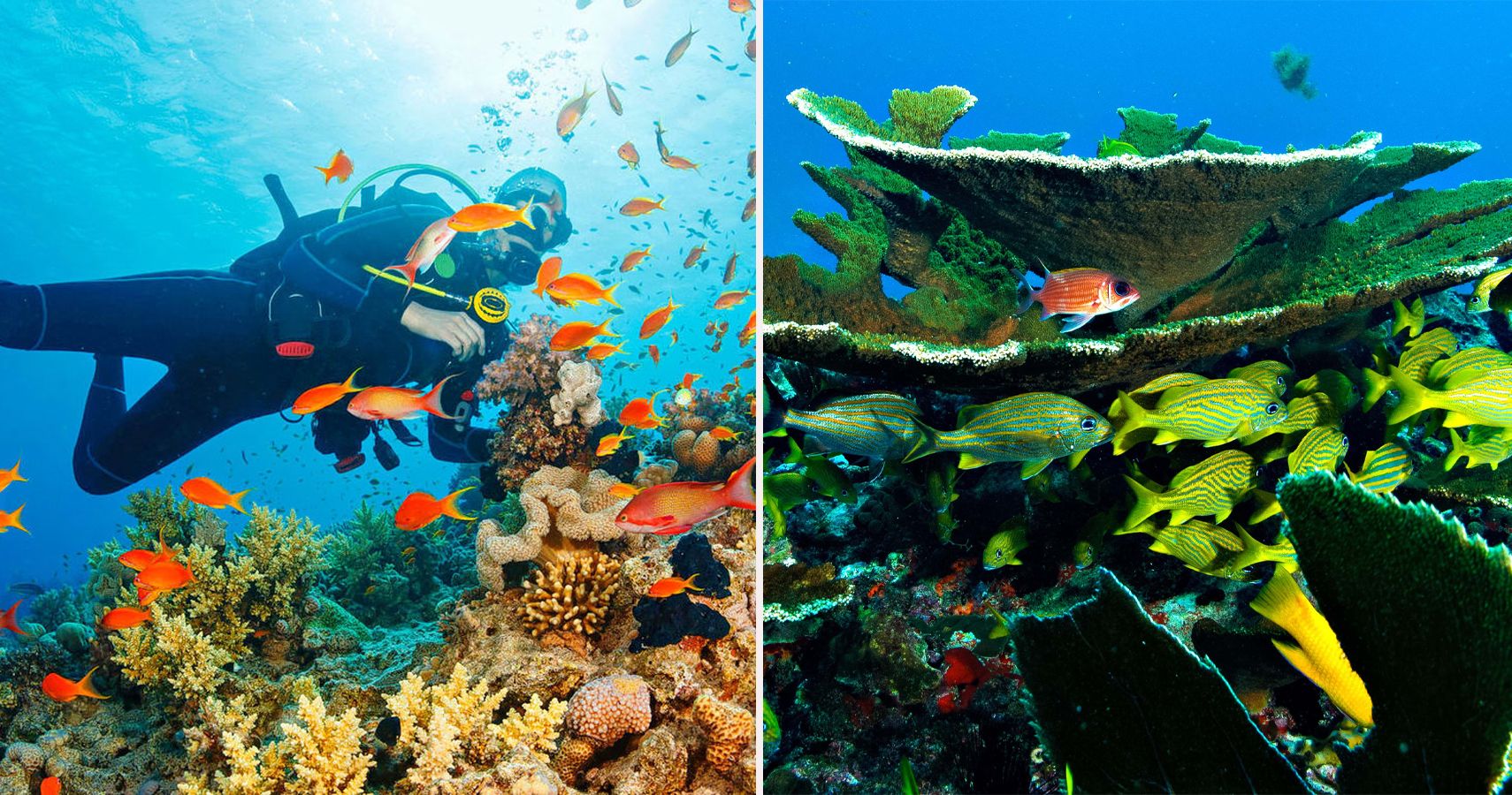 10 dos recifes de corais mais inacreditaveis ​​e surpreendentes