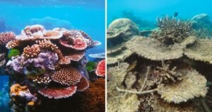 Uma comparação chocante: 7 fotos da Grande Barreira de Corais 10 anos atrás e 7 dela hoje