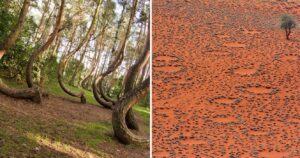 trees in the crooked forest in poland, strange fair circles in the desert in namibia