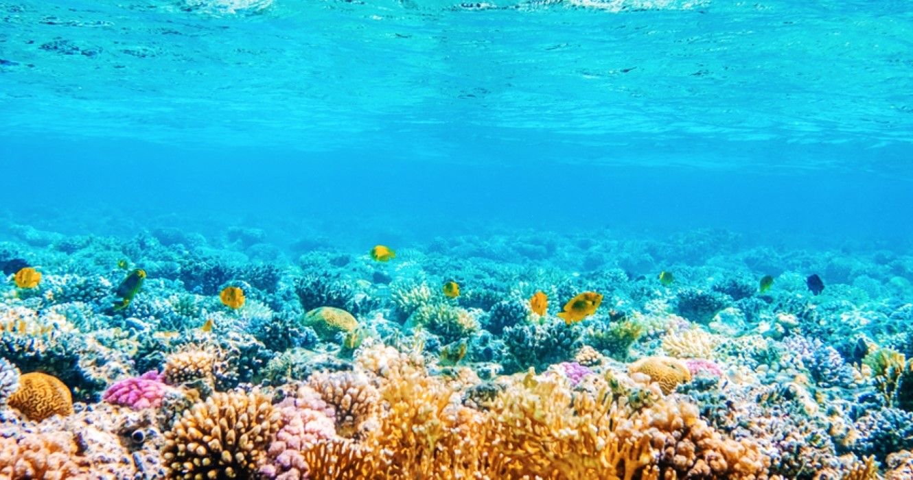 A melhor época para visitar o Havaí, dependendo do que você deseja experimentar 1 Vista panorâmica subaquática com peixes tropicais, Havaí