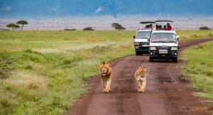 View Of Lions On Safari