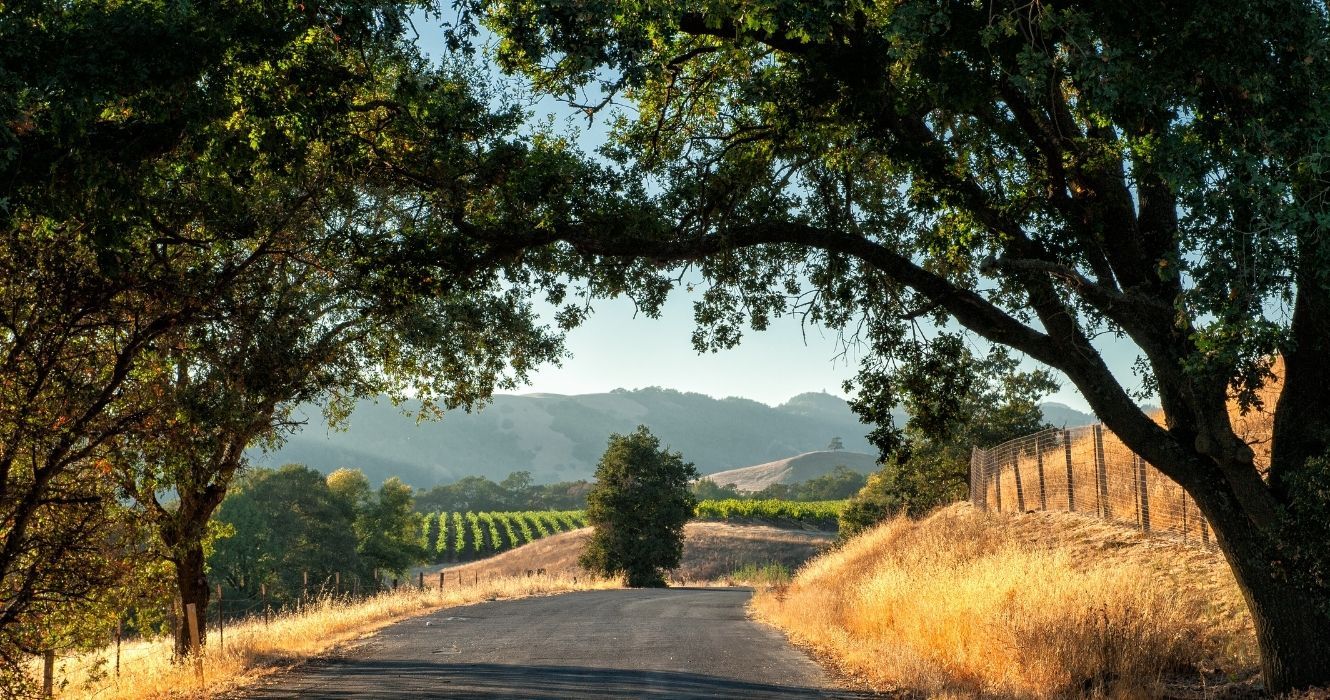 uma estrada para um vinhedo no condado de sonoma, califórnia
