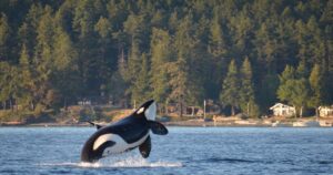 an orca jumping out of the water off orcas island