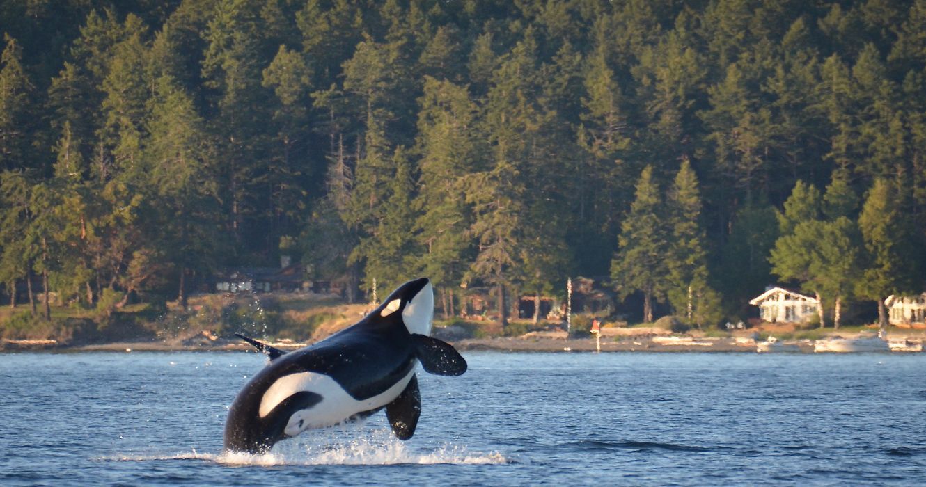 uma orca pulando fora da água na ilha das orcas
