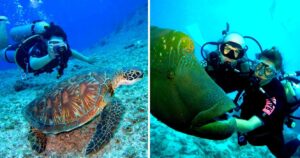 scuba divers explore the waters in bali and interact with fish and sea turtles