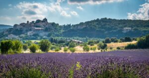 a lavender field in the south of france