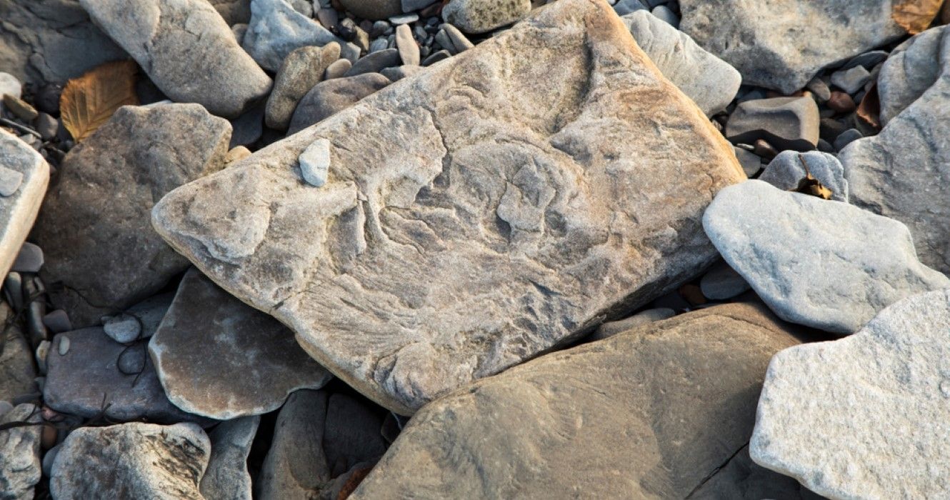Pedra fossilizada em Joggins Fossil Cliffs, Patrimônio da Humanidade, Nova Escócia, Canadá