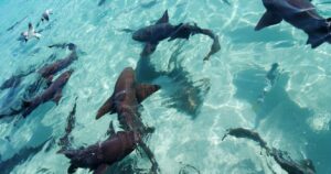 nurse sharks swimming in compass cay